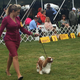 Chester the Cavalier spaniel at Westminster